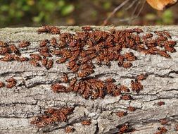 insects on a tree in the forest