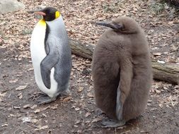 cute plump furry penguins