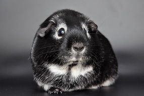 black-white photo of cute guinea pig