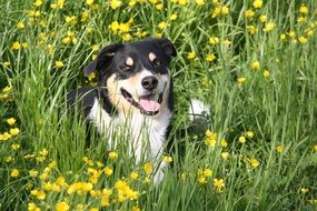 happy dog on a beautiful meadow