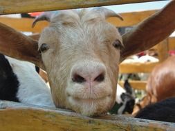 Goat Staring through wooden Fence