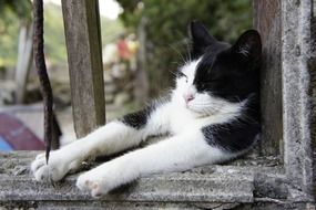 sleeping cute black and white cat