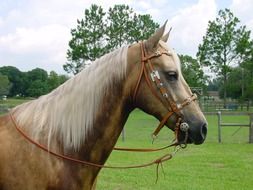 striking Palomino Horse