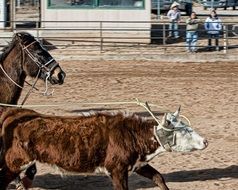 cattle Roping on ranch