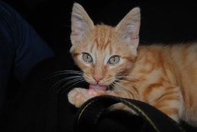 red cat on a black bedspread
