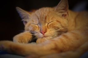 Ginger Tomcat close-up on blurred background