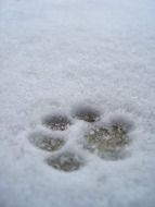 animal Paw Print on Snow