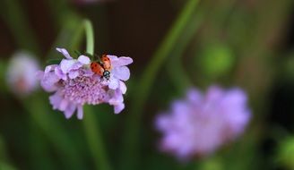 Ladybug on the purple flower