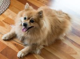 sweet pomeranian dog