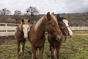 three purebred horses in the stable