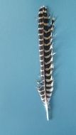 striped bird feather on a blue background