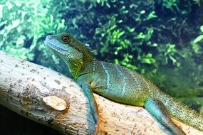Lizard on a tree branch