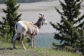 Canadian Mountain Goat