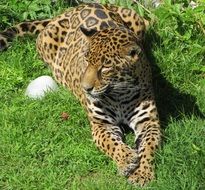 jaguar resting on the grass