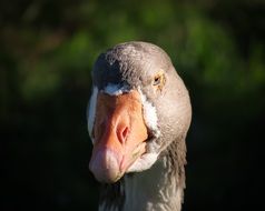 angry goose
