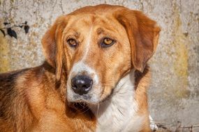 brown dog closeup