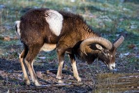white brown white goat