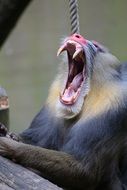 mandrill with sharp teeth