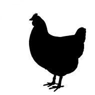 black silhouette of domestic chicken on a white background