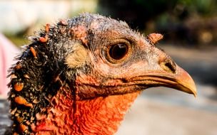 portrait of a thoroughbred turkey