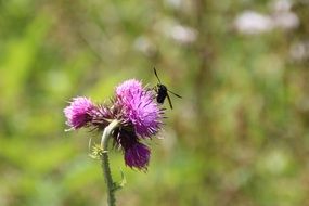 insect on a flower under the bright sun