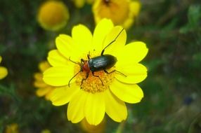 beetle on the yellow daisy