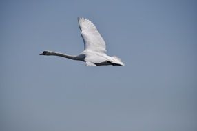 flying graceful swan