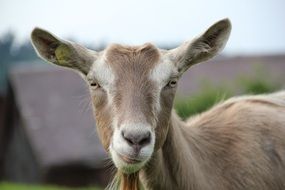 brown Goat head close up