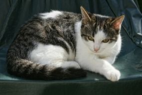 relaxed domestic cat outdoor