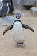 Penguin in the zoo