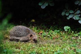 foraging hedgehog