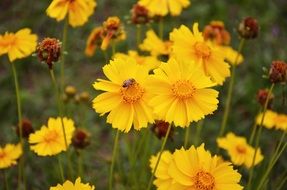 coreopsis or Parisian beauty