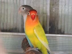 beautiful and amazing Captivity Bird