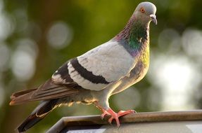 pigeon with red paws sits on the roof