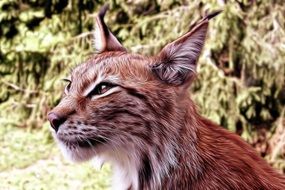 lynx cub closeup