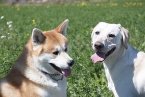 Dogs Labrador and Akita