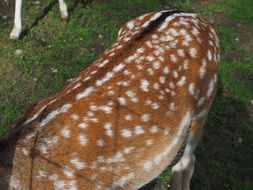 Points on roe deer