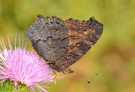 dark brown butterfly on a pink wildflower