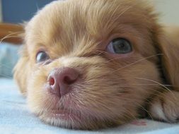 baby Puppy Pet