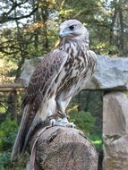 falcon stands on a wooden beam