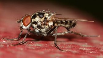 macro picture of Diptera Insect