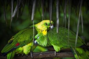 two bright green parrots