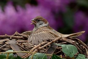 nesting sparrow