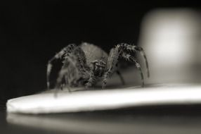 black and white picture of huge spider