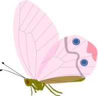 drawn butterfly with pink wings