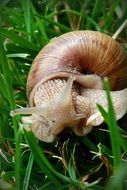 Csigabiga snail on a grass