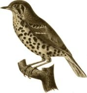 Song thrush, brown dotted bird