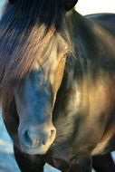 Closeup photo of Brown Horse