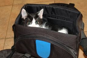 Cute black and white Kitten in a black bag