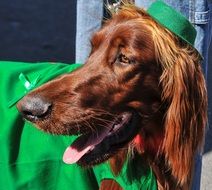 Brown Irish Setter close-up